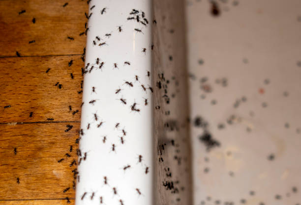 Best Ant Control Services  in Nicholson, MS